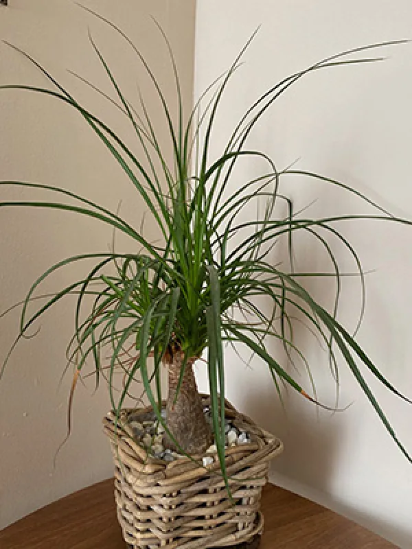plantes